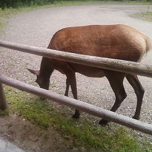 American Elk