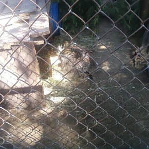 North American Porcupine