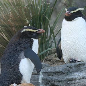 Fiordland penguins. Taronga Zoo 1/7/2008