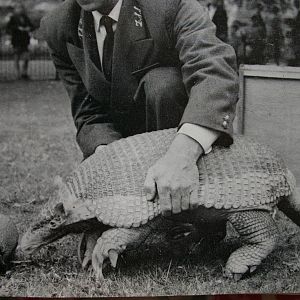 giant armadillo, London Zoo