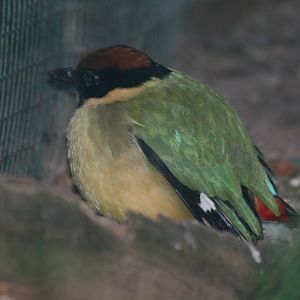 noisy pitta. Taronga zoo. 1/7/2008