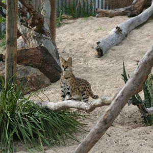 Servals Cairns Wildlife Safari Reserve