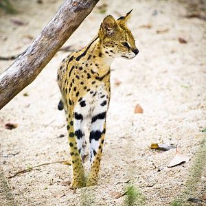 Cairns Wildlife Safari Reserve Serval