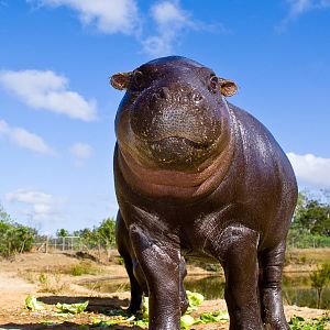 Cairns Wildlife Safari Reserve Hippo growing up