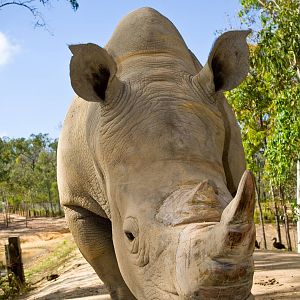 Cairns Wildlife Safari Reserve Rhino