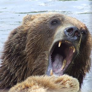 European brown bear @ Jaszbereny Zoo, Hungary