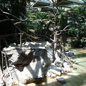 White-Cheeked Gibbons - Minnesota Zoo