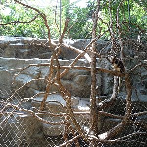 Matschie's Tree Kangaroo Exhibit - Minnesota Zoo