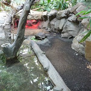 Asian Forest Tortoise Exhibit - Minnesota Zoo