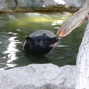 Malayan Tapir - Minnesota Zoo