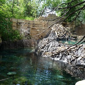 Beaver Exhibit - Minnesota Zoo