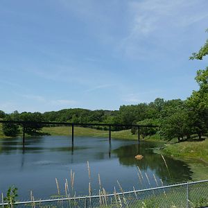 Musk Ox Exhibit, Part I - Minnesota Zoo