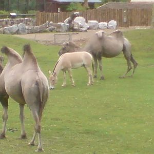 Onager and Bactrian Camel