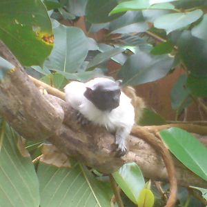 pied tamarin