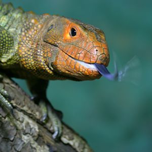 Caiman Lizard at chester zoo