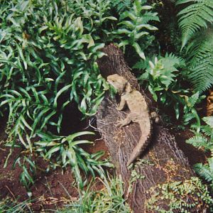 tuatara, Invercargill Museum Tuatarium