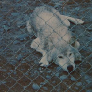 grey wolf, Orana Park