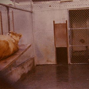 lioness, North Brighton Zoo, Christchurch