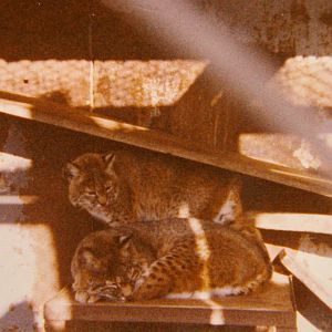 bobcats, North Brighton Zoo, Christchurch