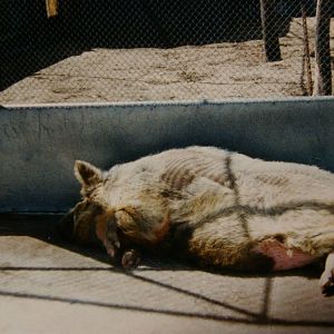 feral pig, North Brighton Zoo, Christchurch