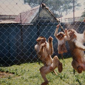 pig-tailed macaques, North Brighton Zoo, Christchurch