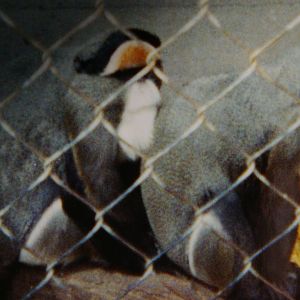 De Brazza's monkeys, North Brighton Zoo, Christchurch