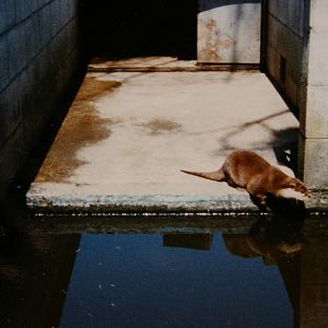 otter, North Brighton Zoo, Christchurch