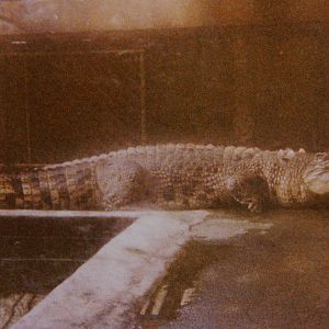crocodile, North Brighton Zoo, Christchurch