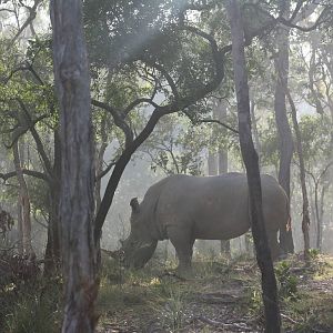 Cairns Wildlife Safari Reserve Rhino