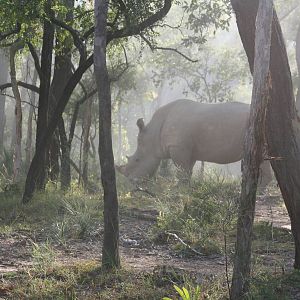 Cairns Wildlife Safari Reserve Rhino