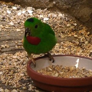 Blue crowned hanging parrot