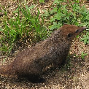 Common Kusimanse at Plzen zoo