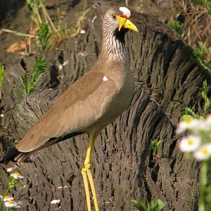 Senegal Wattled Plover at Prague zoo