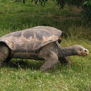 Pinzón Giant Tortoise at Prague zoo