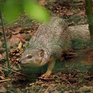 Narrow-striped Mongoose at Plzen zoo