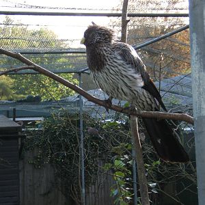 Western Grey Plantain-eater