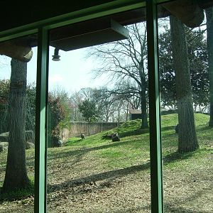 Lowland Gorilla Yard