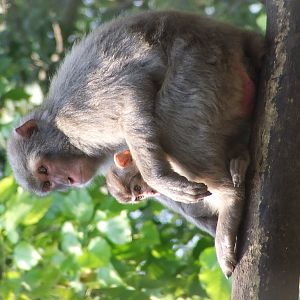 Japanese macaques @ Abony Zoo, Hungary