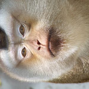 Pig-tailed macaque @ Abony Zoo, Hungary