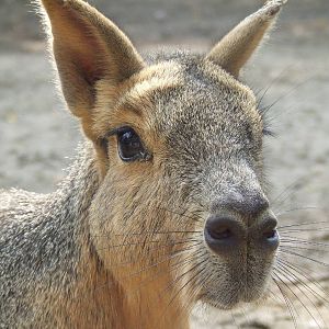Patagonian cavy @ Kecskemet Zoo, Hungary