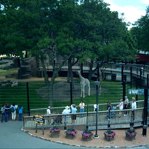 Giraffe Exhibit Overview