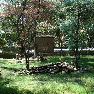 Babirusa Exhibit at the Los Angeles Zoo