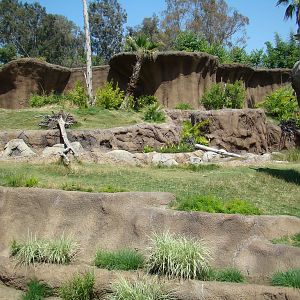 Campo Gorilla Reserve exhibit at the Los Angeles Zoo