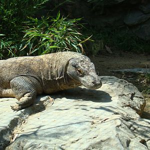 Male Komodo Dragon at the Los Angeles Zoo.