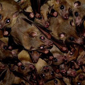 Egyptian fruit bats @ Pécs Zoo & Aquarium-Terrarium, Hungary