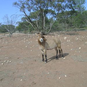 Przewalski's Wild Horse at Monarto.