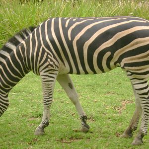 Plains Zebra at Adelaide.