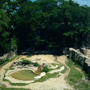 Black Rhinoceros Exhibit Overview #2