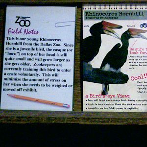 Rhinoceros Hornbill Exhibit Board