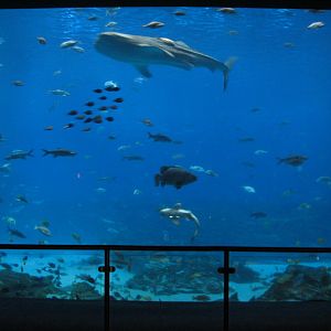 Ocean Voyager - Main Viewing Window